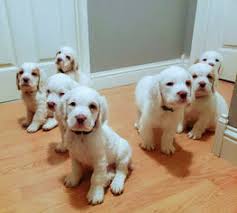 The dog was bred during the period of the french revolution and it was a confusing time, so who are we to say. Clumber Puppies For Sale Online