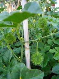 Image result for Cucumis engleri