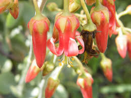 Image result for Cotyledon barbeyi