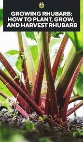 Let's learn more about how you can grow rhubarb plant! Growing Rhubarb Varieties Planting Guide Care Problems And Harvest
