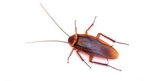 Eastern new york commercial horticulture program. Westchester Ny Exterminators Pest Control Ants Bed Bugs Bedbugs Roaches Rats Mice Termites Pest Control Exterminators Westchester Ny Exterminators Pest Control Ants Bed Bugs Bedbugs Roaches Rats Mice Termites Pest Control Exterminators