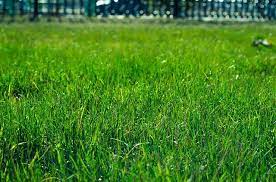 While bermuda grass does require a lot of watering, there are ways to minimize waste and keep your lawn green most of the. Top 3 Best Types Of Grass For Arizona Lawns Updated August 2019