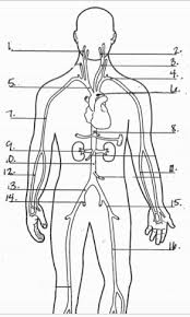 They may come with or without labels. Arteries Label Quiz Diagram Quizlet