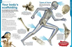 They are relied on as america's backbone, but it comes at a cost. How Your Body Works