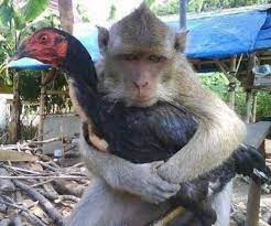 Mbah maridjan, menepati janji sampai mati. Gambar Monyet Lucu Memeluk Ayam Funny Animal Photos Funny Animal Pictures Animals Friends