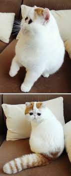 Something About This Fluffy Flat Faced Cat Makes Me Giggle And I Want It In 2021 Snoopy Cat Cute Animals Cute Cats