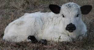 Black And White Cow Breeds Uk British White Cattle Have Beautiful Calves British White Heifer Calf Bountiful Moon Cow Pictures Cute Animals Cute Baby Animals