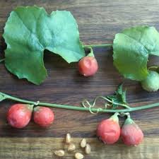 Image result for Coccinia rehmannii