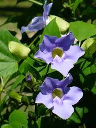 Image result for Thunbergia gossweileri