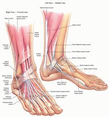 The two main extensor foot tendons are the extensor hallucis longus and the extensor digito. Athlete With Overuse Foot And Ankle Injuries Musculoskeletal Key