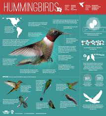 Hummingbirds are birds native to the americas and constitute the biological family trochilidae. Hummingbirds Magic In The Air Infographic All About Hummingbirds Nature Pbs
