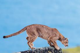 Pumas are territorial animals and territories depend on terrain, vegetation and the abundance of prey. The Anthropause How The Pandemic Gives Scientists A New Way To Study Wildlife Wired