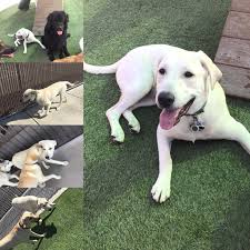 Maybe you would like to learn more about one of these? Tails Pet Resort Las Vegas 1 702 509 9909