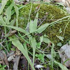Image result for Asplenium goetzei