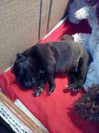 Puppy Growth Chart Orson Staffordshire Bull Terrier Male