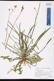 Image result for Lactuca glandulifera