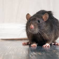 House mice particularly like any fats or oils left in places like kitchen countertops. Are Millions Of Rats About To Invade Uk Homes Wildlife The Guardian