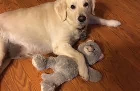 Four paws pet resort kept my dog for me for the first time this past week. Fancy Paws Pet Resort 184 Lover Jonestown Rd Charleroi Pa 15022 Yp Com