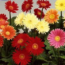 Image result for Gerbera piloselloides