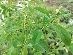 Image result for Sphenoclea