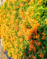 Image result for Cuphea