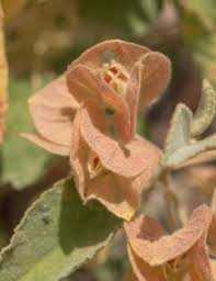 Image result for Melhania