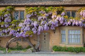 As the name suggests, this wisteria (wisteria macrostachya 'betty matthews') bursts into flower in summer, typically june. Alan Titchmarsh A Foolproof Guide To Growing Wisteria Country Life