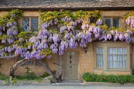 Check out our wisteria trellis selection for the very best in unique or custom, handmade pieces from our garden decoration shops. Alan Titchmarsh A Foolproof Guide To Growing Wisteria Country Life