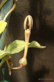 Image result for Ceropegia lugardiae