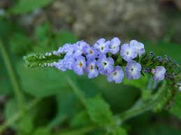 Image result for Heliotropium indicum