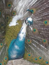 Bird Eggs For Sale In India 2 Peacock Peafowl Hatching Eggs From India Blue Pied Pen Pre Sale Ebay Peacock Peafowl Beautiful Birds