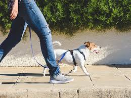 How to burn 500 calories in the evening Can You Lose Weight By Walking An Hour A Day