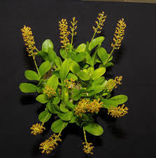 Image result for Liparis harketii