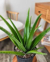 Image result for Aloe