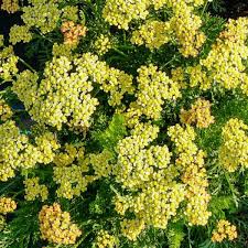 Image result for Achillea millefolium