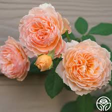 Image result for Margaretta rosea