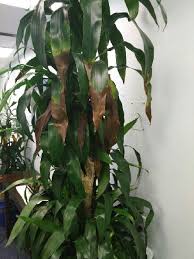 Indoor Plant What Kind Of Plant Is This Plants Plant Leaves Indoor Plants