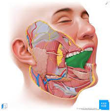 Tongue Anatomy Muscles Taste Buds Gustatory Pathway Kenhub