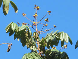 Image result for Centrolobium