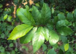 Image result for Streblus