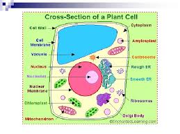 We did not find results for: Eukaryotic Cells Vs Prokaryotic Cells Cell Theory Cells