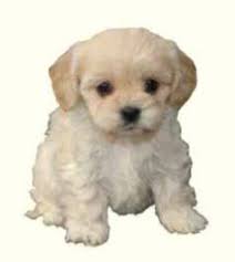 We have a stunning litter of cavachon puppies for sale, both males and female available. Cavachon Puppies For Sale Cavachon Breed Info Greenfield Puppies Cavachon Puppies Cavachon Puppies