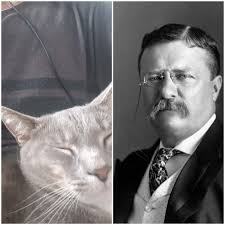 Guess his name. #guesscatnamechallange