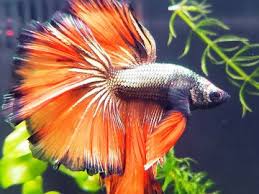 Betta fish are tropical fish. How To Use Water Conditioner For Betta Fish Aquamantra