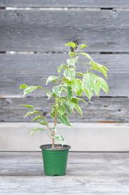 Image result for Ficus variifolia