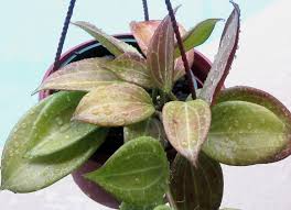 Plant will be shipped in nursery pot with sphagnum moss. Hoya Hoya Merrillii In The Hoyas Database Garden Org