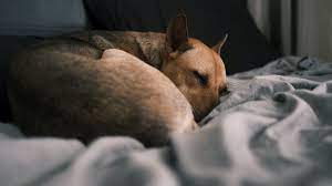What To Do When Your Dog Dies At Home Pethelpful