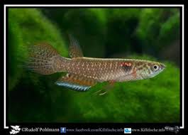 Image result for Pteris kivuensis