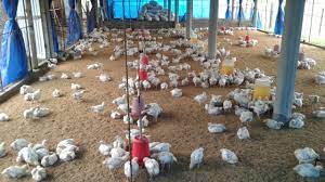 How To Start A Poultry Business In The Philippines ~ Ifranchise.ph