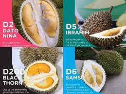 Jenis durian yang satu ini bisa ditemukan di berbagai daerah di indonesia. Ada 200 Jenis Durian Di Malaysia Durian Mana Yang Dah Pernah Rasa Libur